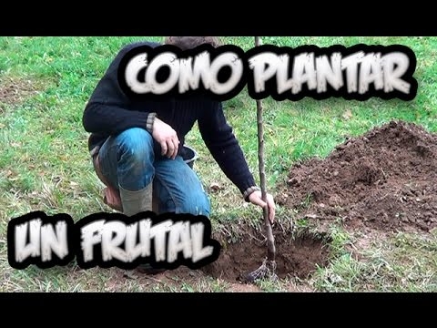 Como Plantar Un Frutal En El Jardin | Bioguia