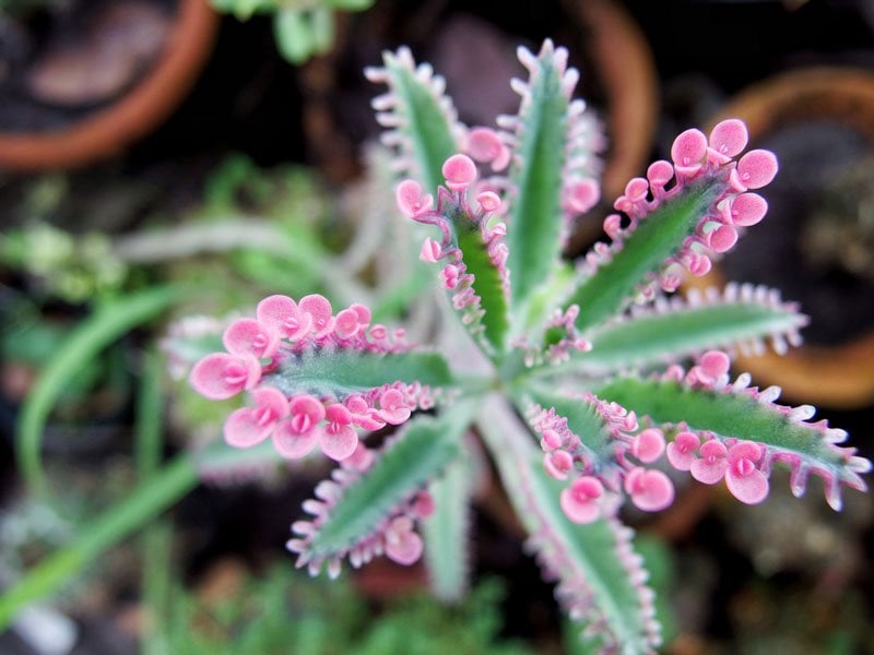 Kalanchoe La Hierba Que No Parece Tanto Pero Podria Curar El