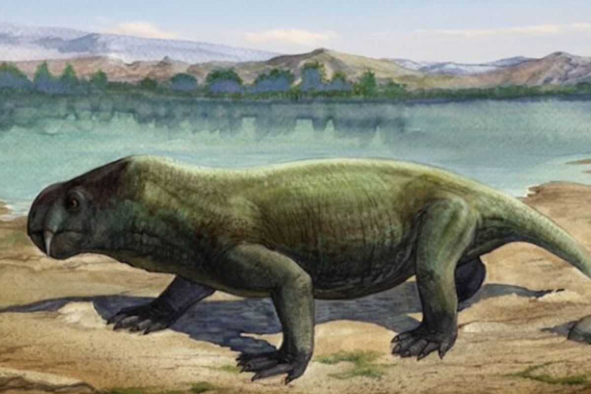 El hallazgo en Sudáfrica muestra cómo los San representaron al dicinodonte en su arte antes de su descubrimiento científico (U. Wits)