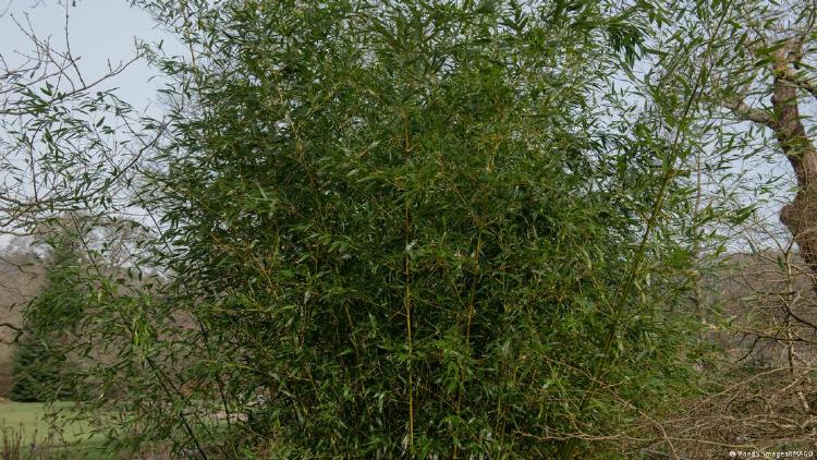 66868764_906 66868764_906