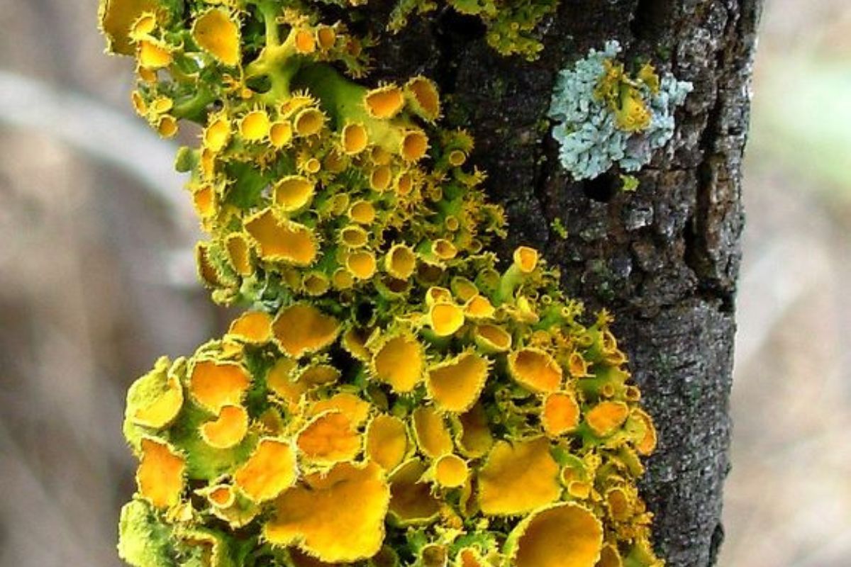 Liquenes (Pinterest)