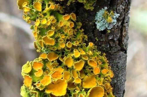 liquenes Liquenes (Pinterest)