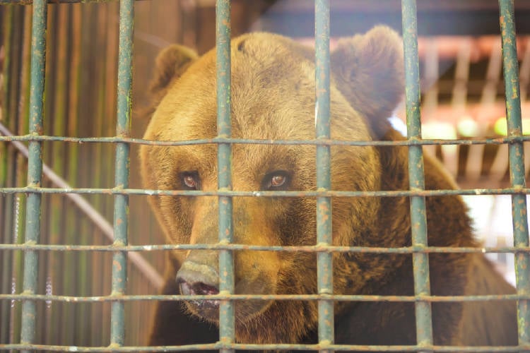 oso en cautivero detras de las rejas