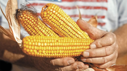 maíz maíz