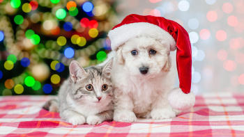 gato y perro navidad