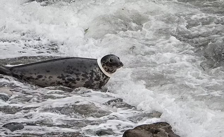 foca-embarazada-frisbee foca-embarazada-frisbee