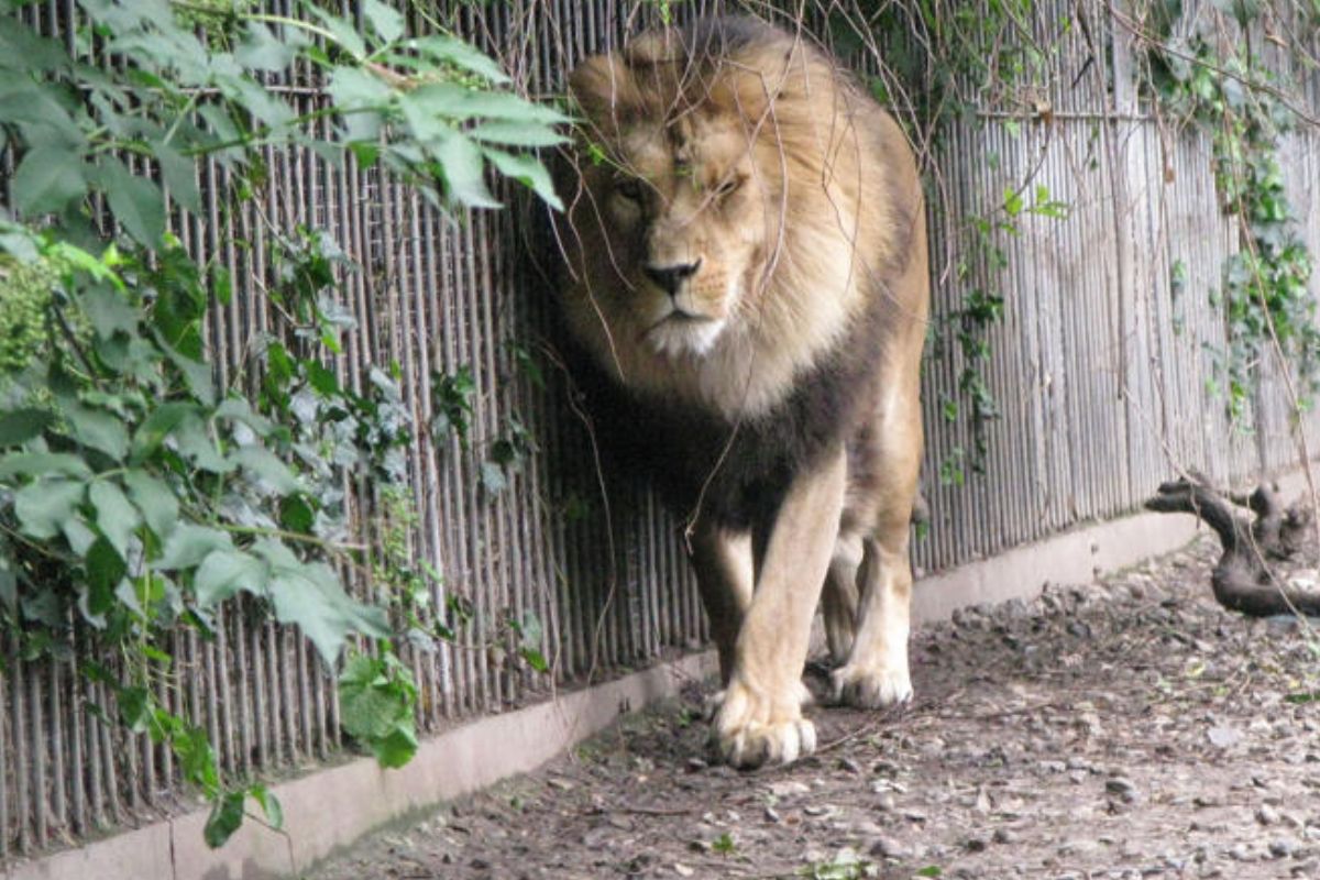 León en el zoológico de Aalborg, Dinamarca.© Peter Bischoff (Getty Images)