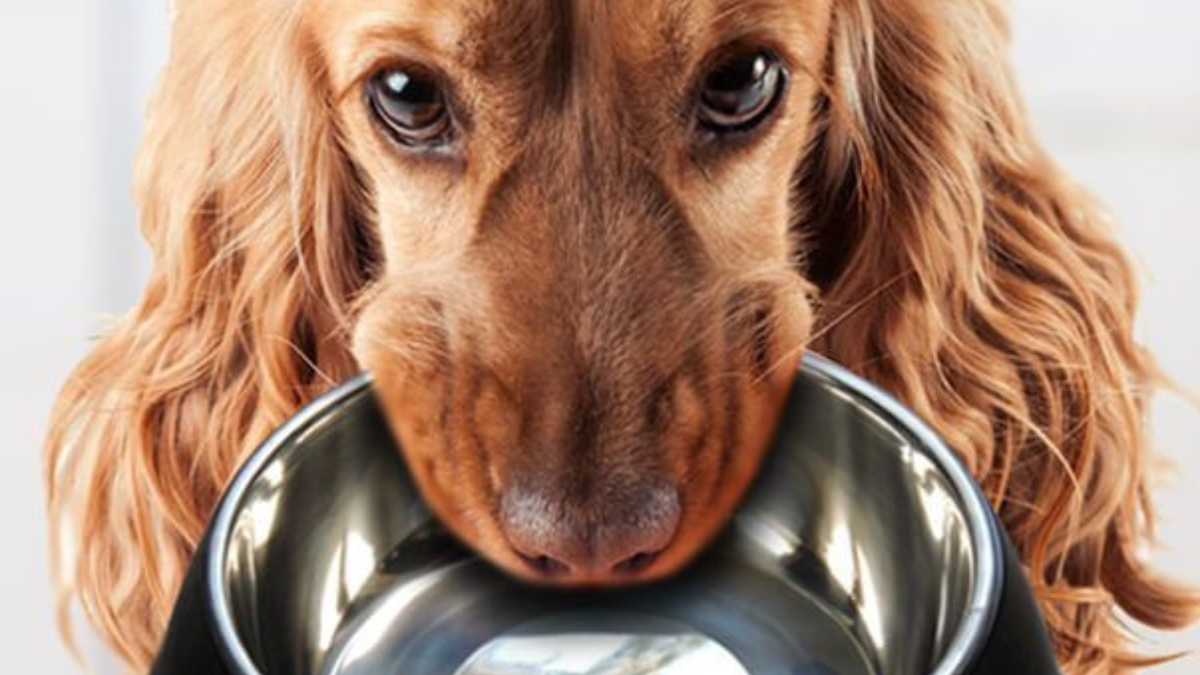 perro con plato Adiós al agua en el plato: la mejor forma para mantener hidratadas a las mascotas durante las altas temperaturas toma otro rumbo (Foto: Pinterest)