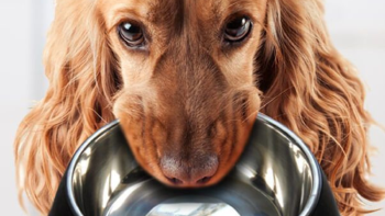 perro con plato  Adiós al agua en el plato: la mejor forma para mantener hidratadas a las mascotas durante las altas temperaturas toma otro rumbo (Foto: Pinterest)