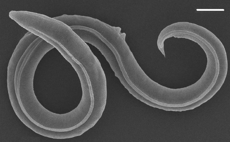 gusano min 1 gusano min 1