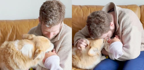 mascota corgi bebe mascota corgi bebe