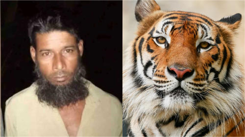 cazador tigre cazador tigre