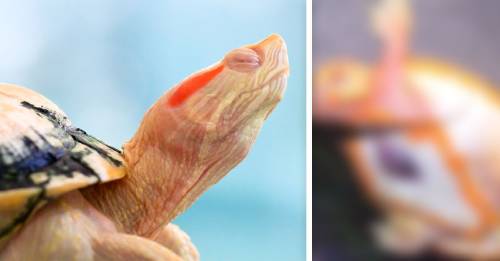 Hope: la pequeña tortuga que nació con el corazón fuera del pecho e inspira a to