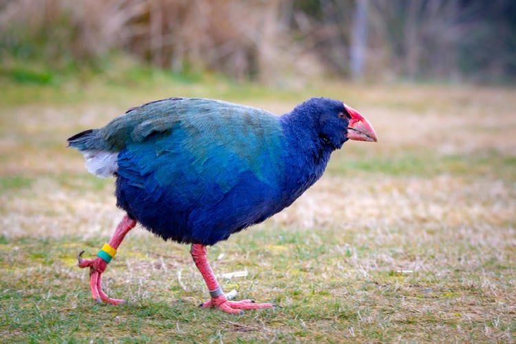 takahe AdobeStock_216217992