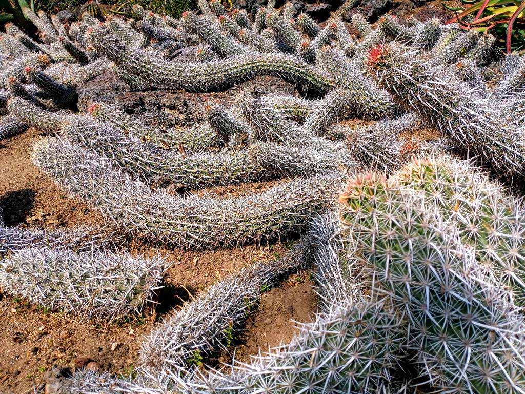 chirinola2 chirinola2