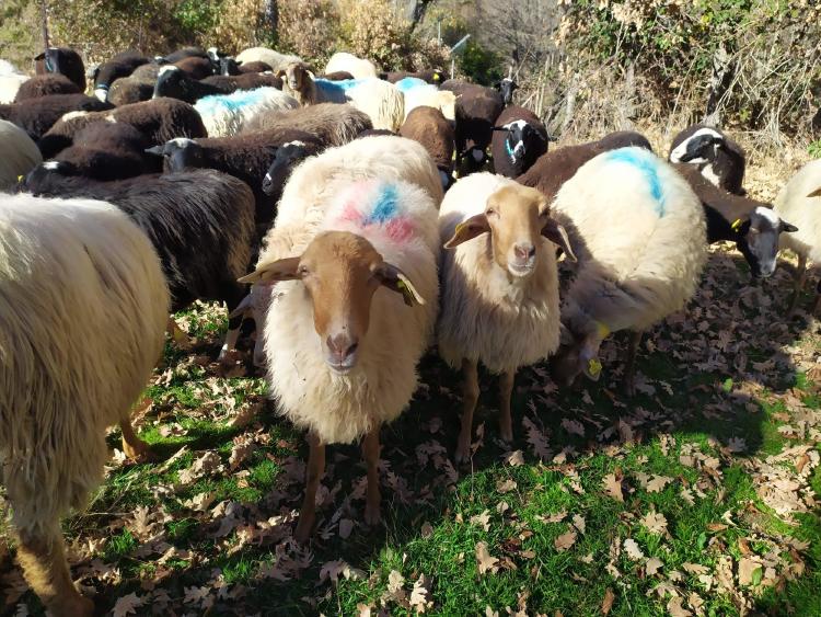 Rebano ovejas LosApisquillos