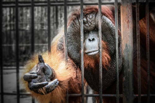 orangutan jaula