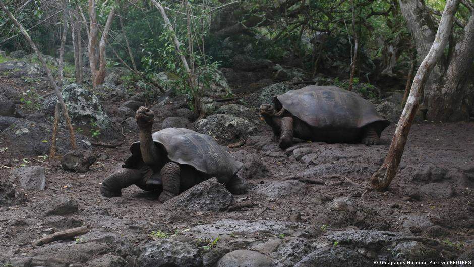 15 especies de tortugas gigantes Galápagos En las Islas Galápagos se han identificado hasta 15 tipos de tortugas gigantes.