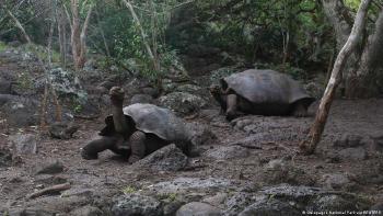 En las Islas Galápagos se han identificado hasta 15 tipos de tortugas gigantes.