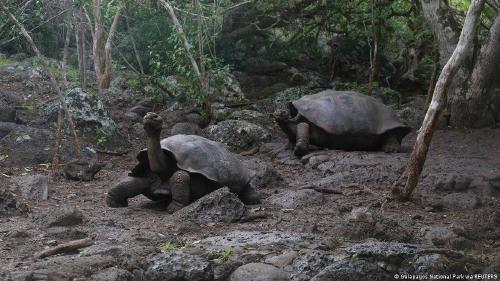 En las Islas Galápagos se han identificado hasta 15 tipos de tortugas gigantes.
