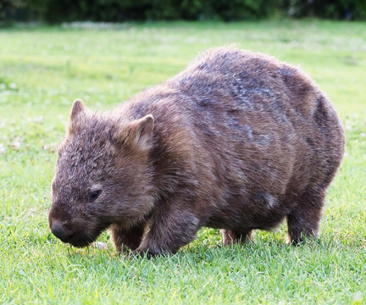 wombat wombat