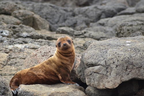Esta Ciudad En Nueva Zelanda Cerro Una Carretera Por Un Mes Para Proteger A Un Leon Marino Y Su Bebe Bioguia Esta Ciudad En Nueva Zelanda Cerro Una Carretera Por Un Mes Para Proteger A Un Leon Marino Y Su Bebe Bioguia