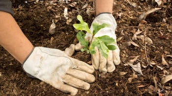 plantar arbol cambio climatico
