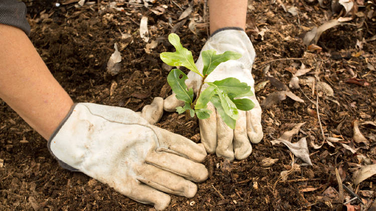 plantar-arbol-cambio-climatico