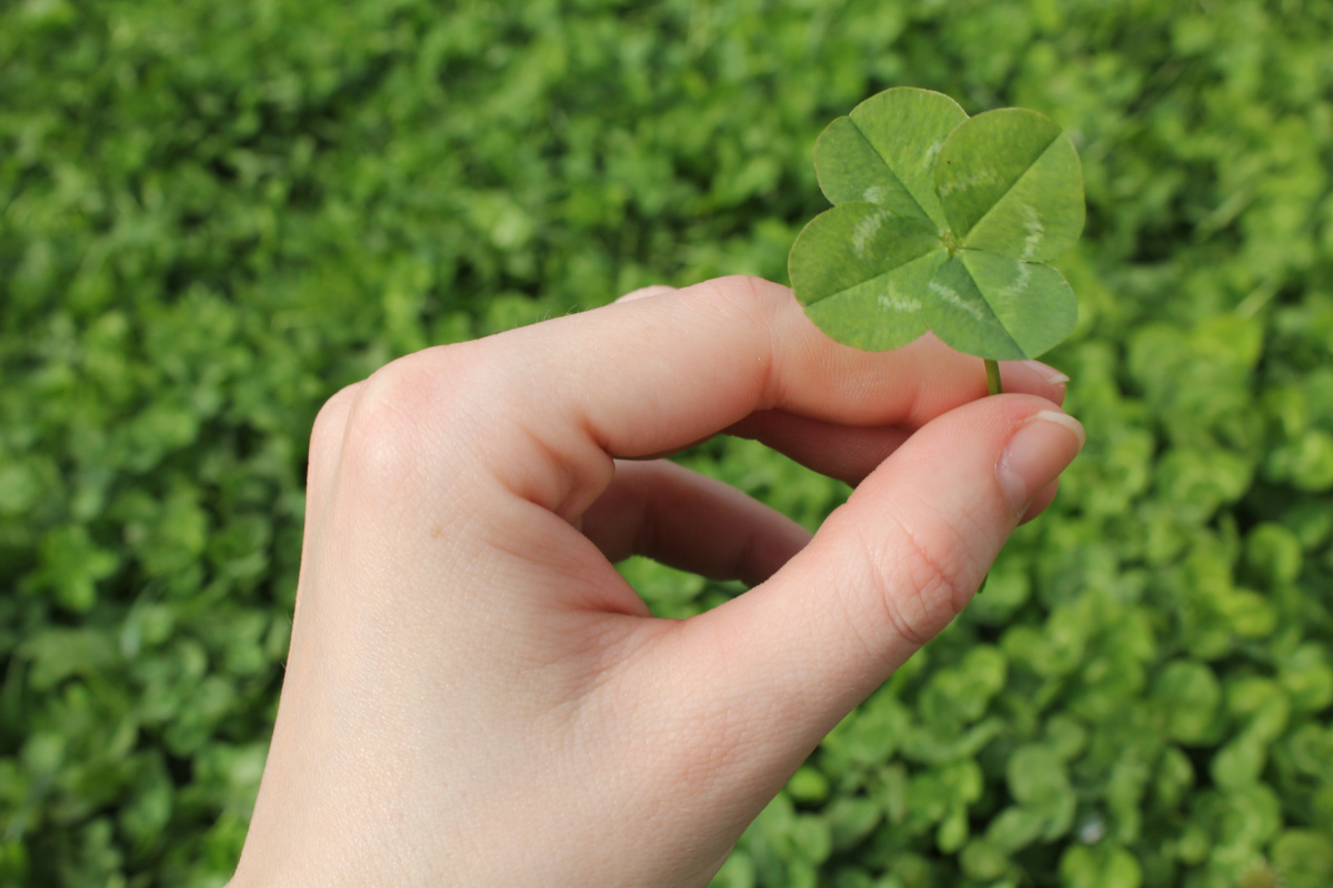 trebol cuatro hojas AdobeStock_30802651 trebol cuatro hojas AdobeStock_30802651