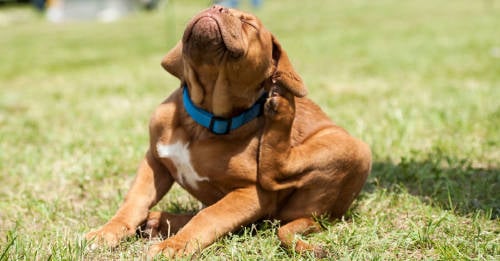 Collar antipulgas casero y natural para perros y gatos Collar antipulgas casero y natural para perros y gatos