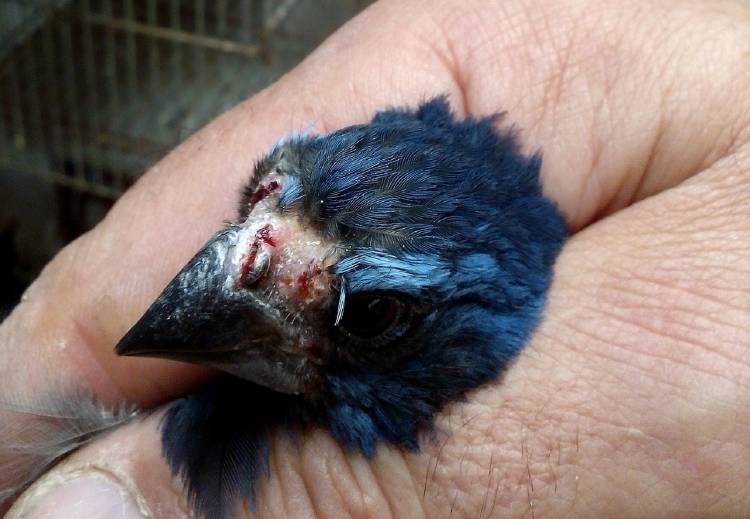 Tráfico Aves3 Tráfico Aves3