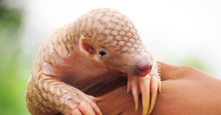 animales extraños peligro extincion animales extraños peligro extincion