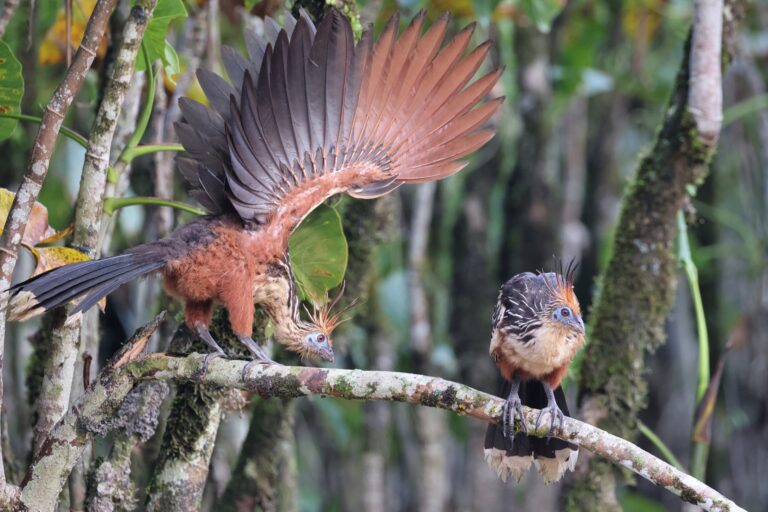 ecuador_235927 768x512 ecuador_235927 768x512