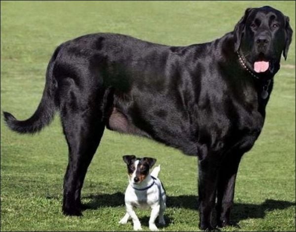 giant_dogs_17