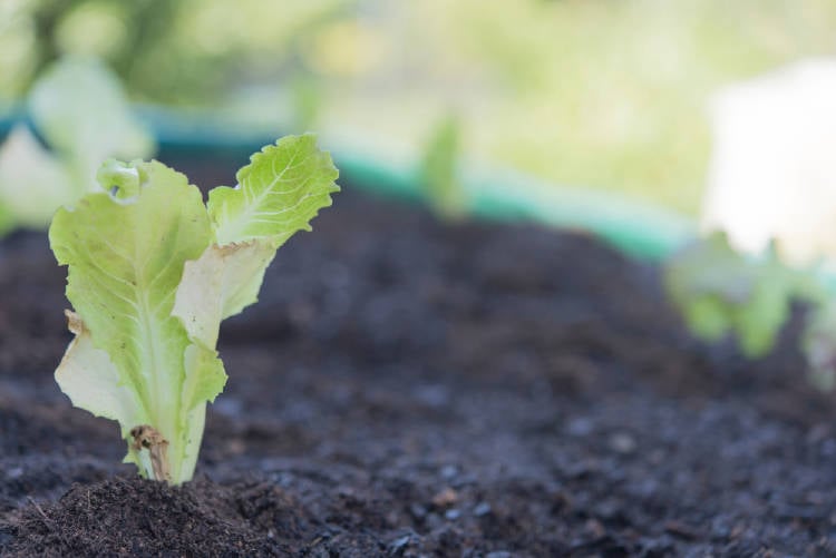 lechuga creciendo