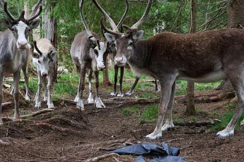 renos Un rebaño de renos en una granja de Lulea, al norte de Suecia Malin Haarala / AP