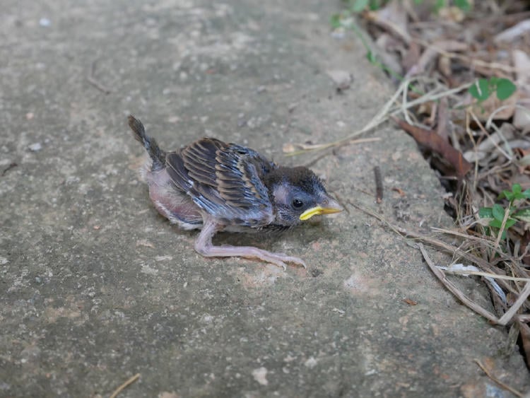 polluelo AdobeStock_265409681 polluelo AdobeStock_265409681