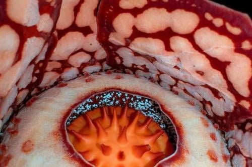 flor Imagen: Pinterest