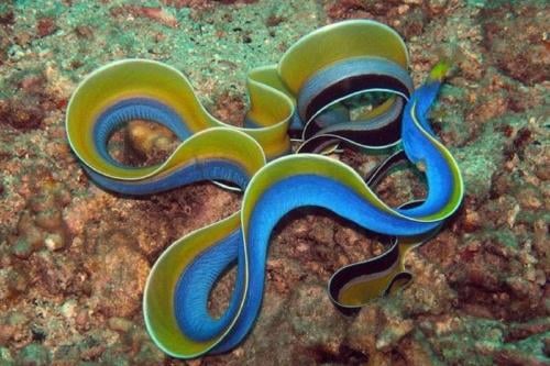 anguila Imagen: Pinterest