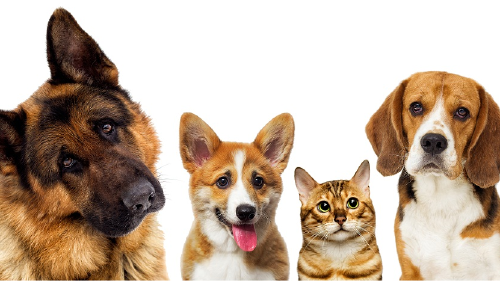 Animales mascotas Natalie Portman