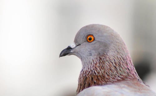 ojo paloma ojo paloma