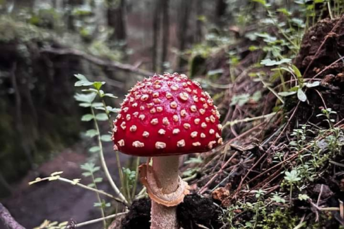 hongo Hallazgo: la sustancia más amarga viene de un hongo y fue descubierta por científicos en un nuevo estudio. (Foto: Pinterest)