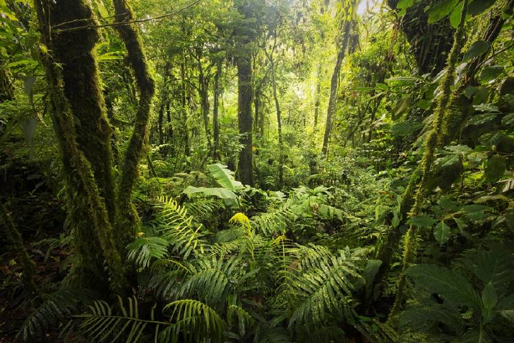 bosque costa rica ecosistemas sostenibles