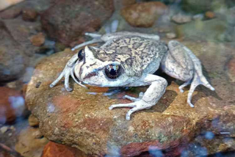 rana Aunque su reaparición es una buena noticia, la especie enfrenta amenazas constantes, como la contaminación, la destrucción de humedales y el cambio climático (Imagen: www.emol.com)