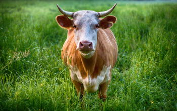 Vaca libre en el pasto
