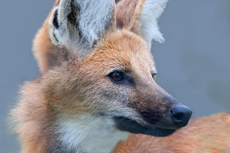 aguará guazú aguará guazú