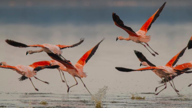 Flamenco chileno humedales Flamenco chileno humedales