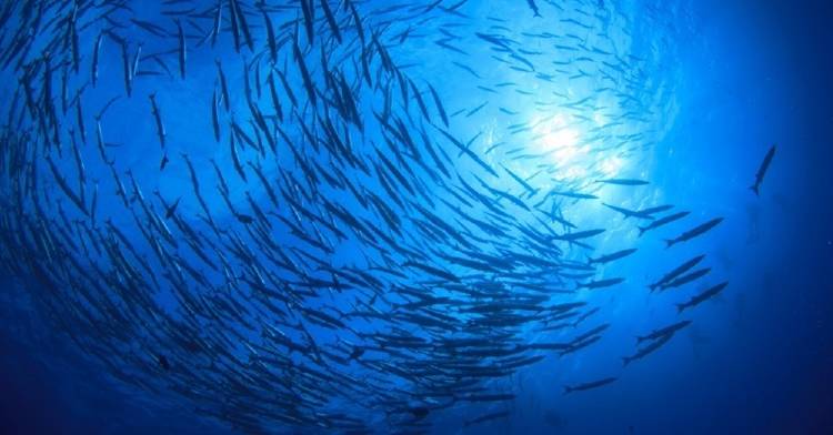 ¿Cómo afectará el calentamiento global a los peces en los océanos del futuro? 