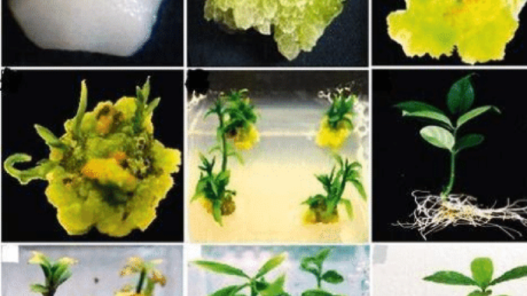 plantas A través de avanzadas técnicas bioquímicas y de microscopía de fluorescencia, el equipo logró descifrar el mecanismo que regula la regeneración de raíces. (Foto: researchgate.net)