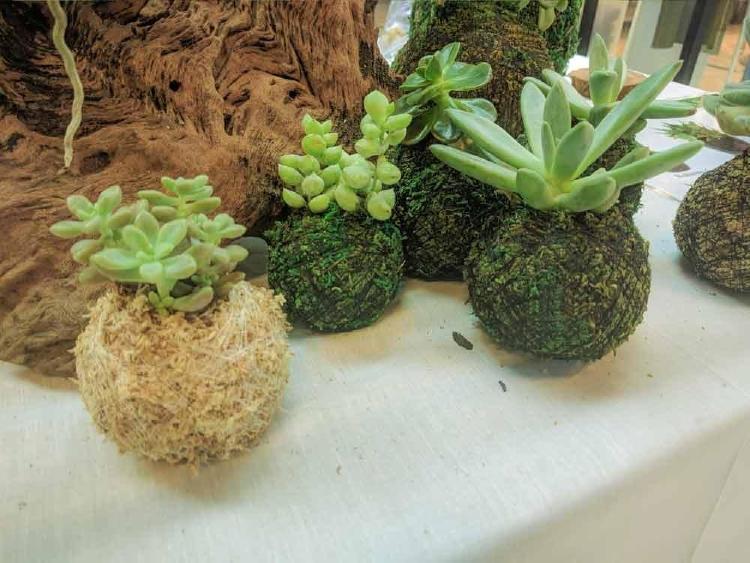 kokedama 2 kokedama